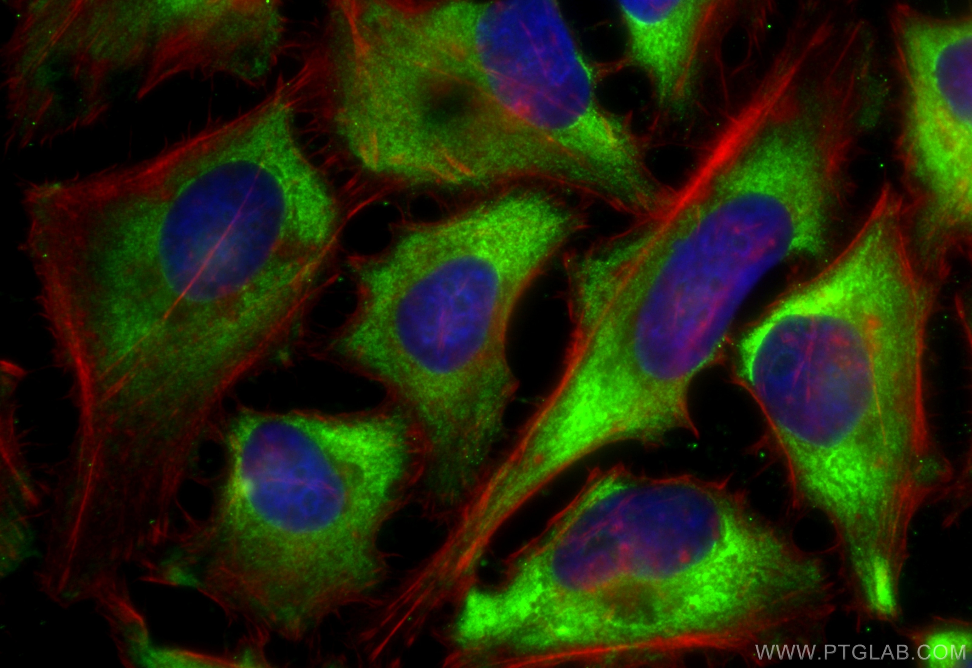 Immunofluorescence (IF) / fluorescent staining of HeLa cells using CoraLite® Plus 488-conjugated Midkine Recombinant  (CL488-84815)