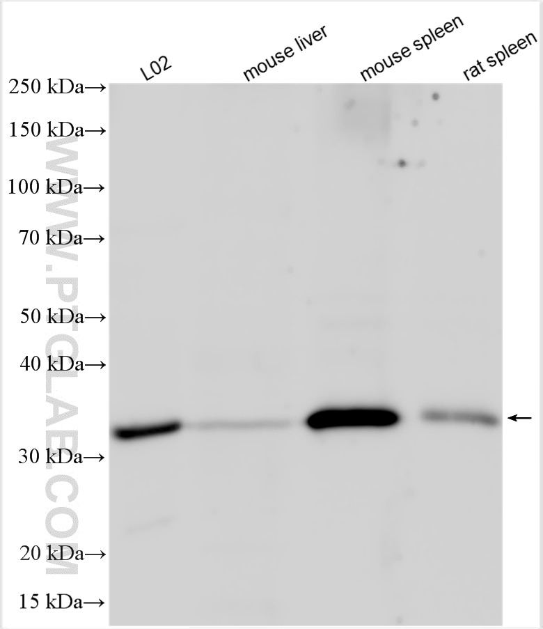 Western Blot (WB) analysis of various lysates using Mitoferrin 1 Polyclonal antibody (26469-1-AP)