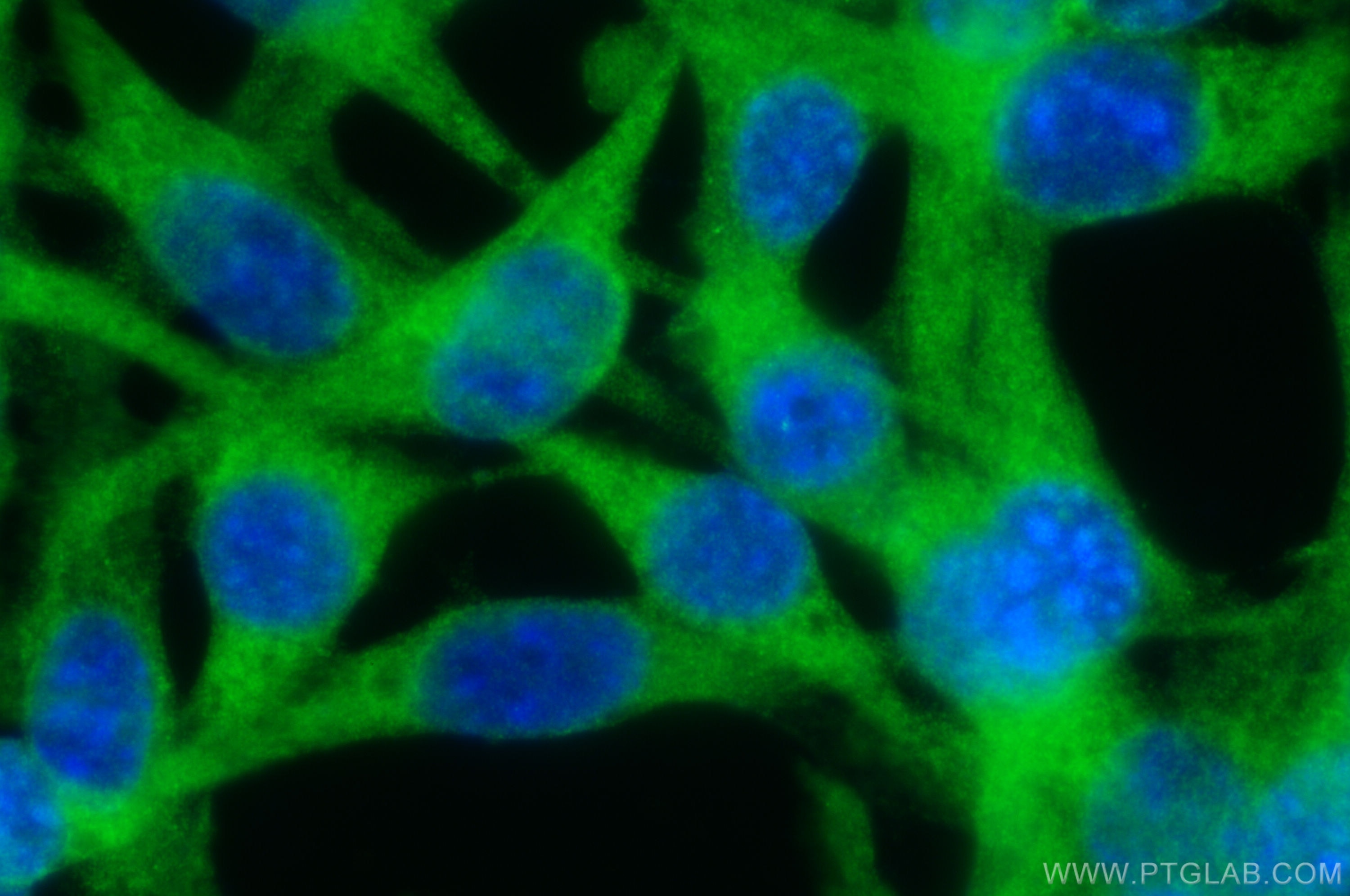 Immunofluorescence (IF) / fluorescent staining of NIH/3T3 cells using Mlkl Polyclonal antibody (30145-1-AP)