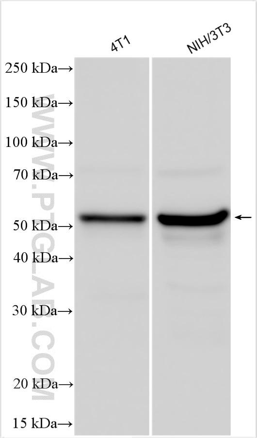 Western Blot (WB) analysis of various lysates using Mlkl Polyclonal antibody (30145-1-AP)