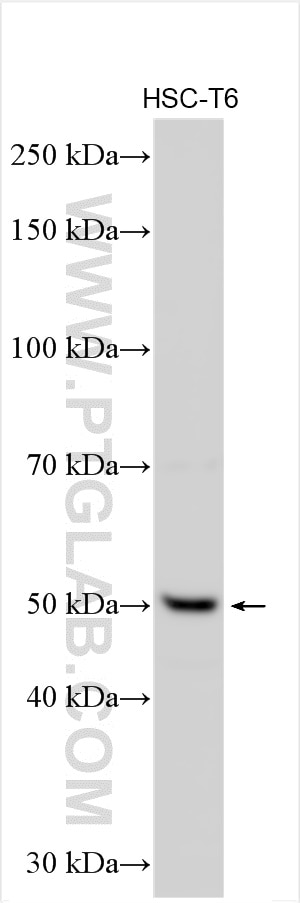 Western Blot (WB) analysis of various lysates using Mlkl Polyclonal antibody (30145-1-AP)