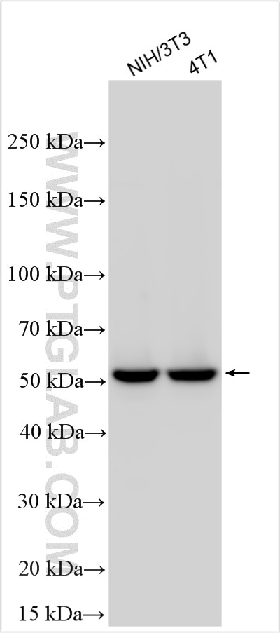 Western Blot (WB) analysis of various lysates using Mlkl Polyclonal antibody (30145-1-AP)