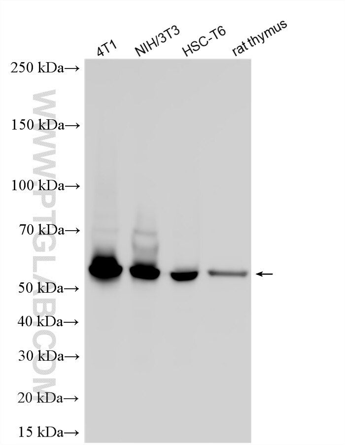 Western Blot (WB) analysis of various lysates using MLKL  Polyclonal antibody (30145-1-AP)