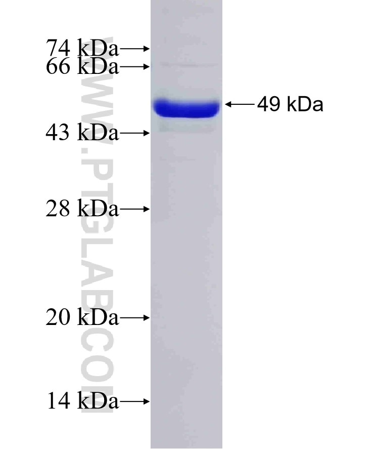 Mlkl fusion protein Ag32514 SDS-PAGE