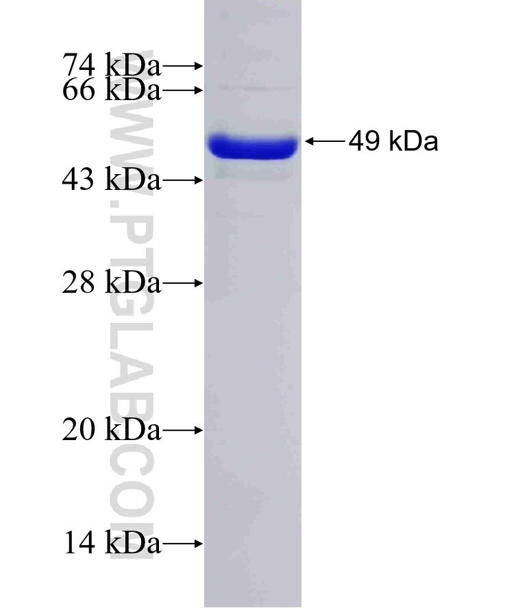 Mlkl fusion protein Ag32514 SDS-PAGE