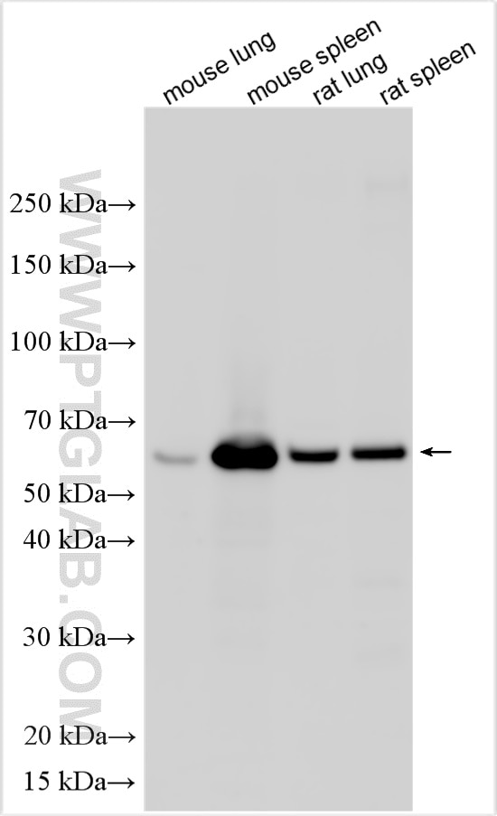 Various lysates were subjected to SDS PAGE followed by western blot with 33084-1-AP (Mmp8 antibody) at dilution of 1:1000 incubated at room temperature for 1.5 hours. Western Blot (WB) analysis of various lysates using Mmp8 Polyclonal antibody (33084-1-AP)