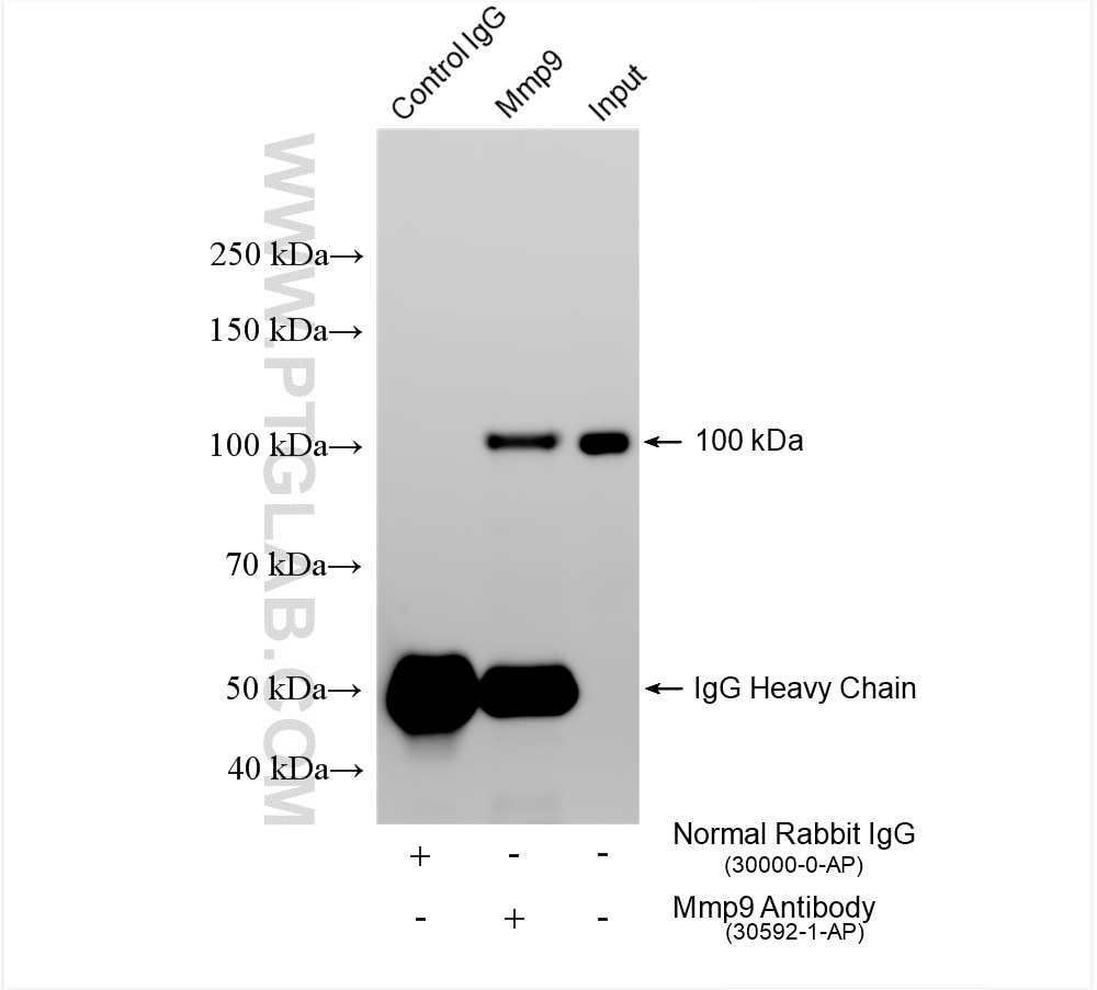 Immunoprecipitation (IP) experiment of mouse lung tissue using Mmp9 Polyclonal antibody (30592-1-AP)