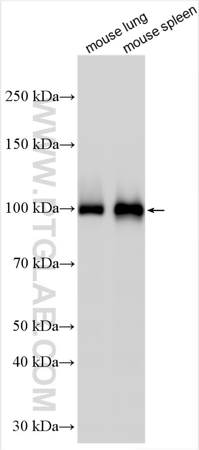 WB analysis using 30592-1-AP