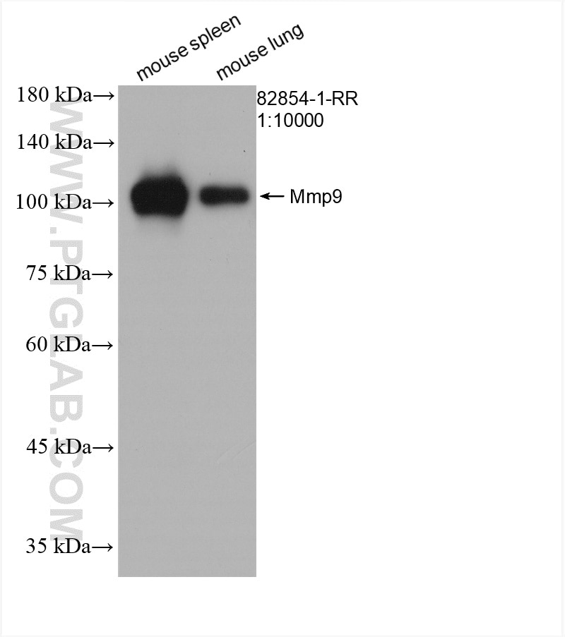 Western Blot (WB) analysis of various lysates using mouse Mmp9 Recombinant antibody (82854-1-RR)
