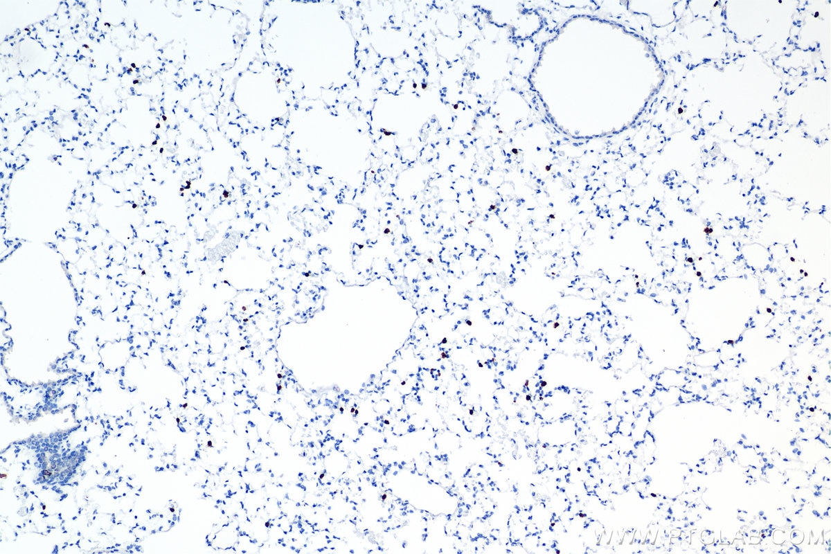Immunohistochemistry (IHC) staining of mouse lung tissue using Mmp9 Recombinant antibody (82854-5-RR)