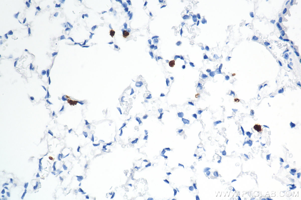 Immunohistochemistry (IHC) staining of mouse lung tissue using Mmp9 Recombinant antibody (82854-5-RR)