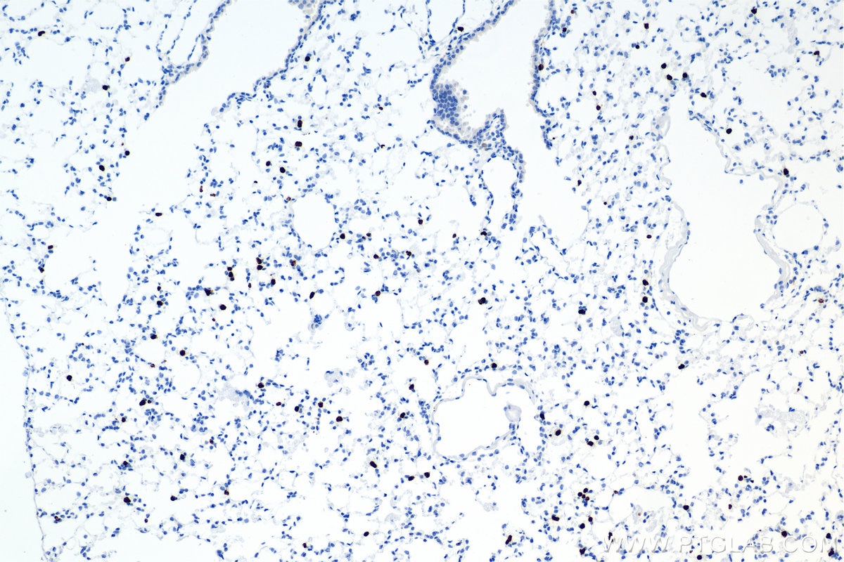 Immunohistochemistry (IHC) staining of mouse lung tissue using Mmp9 Recombinant antibody (82854-8-RR)