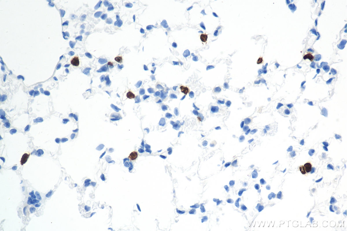 Immunohistochemistry (IHC) staining of mouse lung tissue using Mmp9 Recombinant antibody (82854-8-RR)