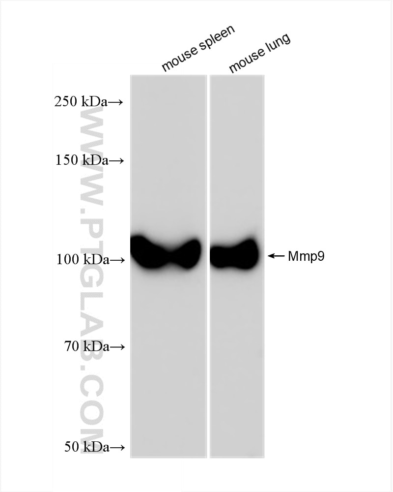 Western Blot (WB) analysis of various lysates using mouse Mmp9 Recombinant antibody (82854-8-RR)