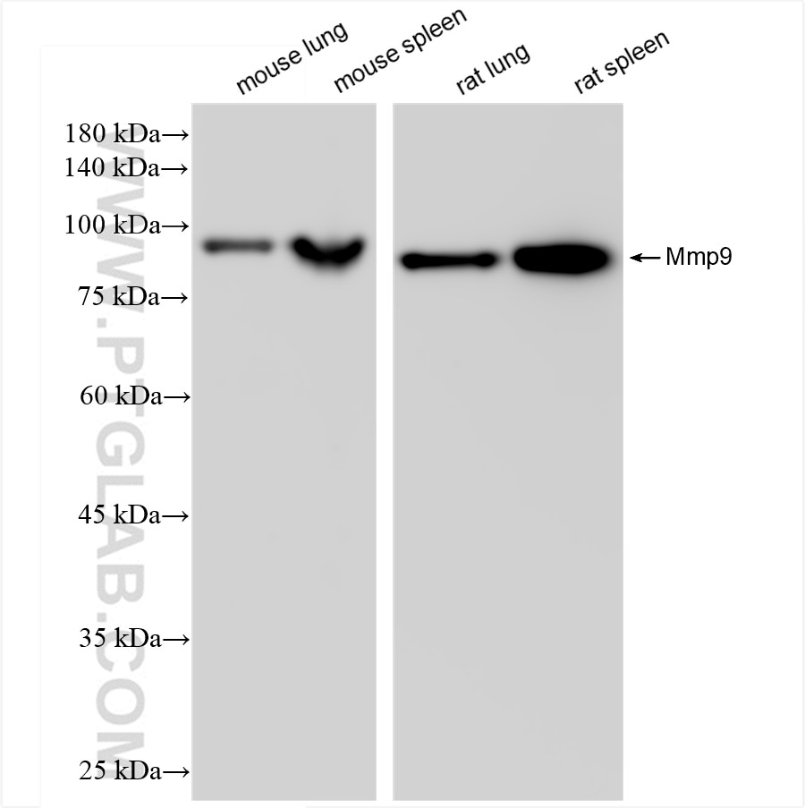 Western Blot (WB) analysis of various lysates using Mmp9 Recombinant antibody (83768-3-RR)