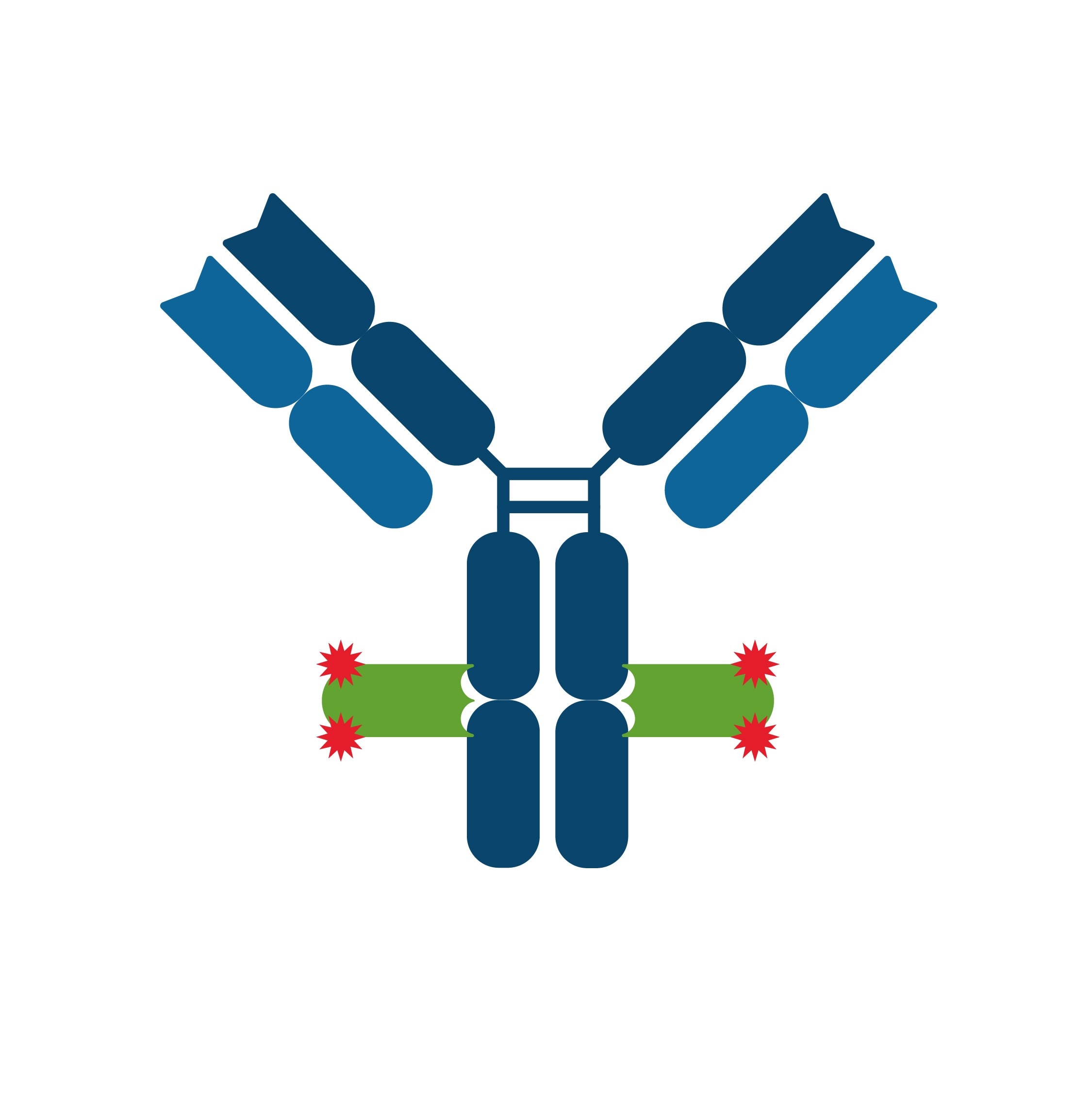 Schematic representation of anti-human IgG Nano-Secondary binding to its target. Human IgG primary antibody (blue) is bound with two identical monoclonal human IgG Fc- specific Nanobody molecules (green). In total, 4 fluorophores (red stars) label the human IgG primary antibody.