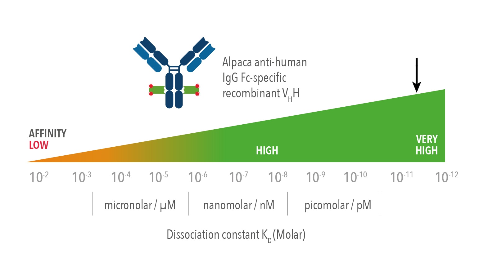 The alpaca anti-human IgG Fc-specific recombinant VHH [CTK0117] has a very high affinity (KD <10 pM) for human IgG primary antibody.