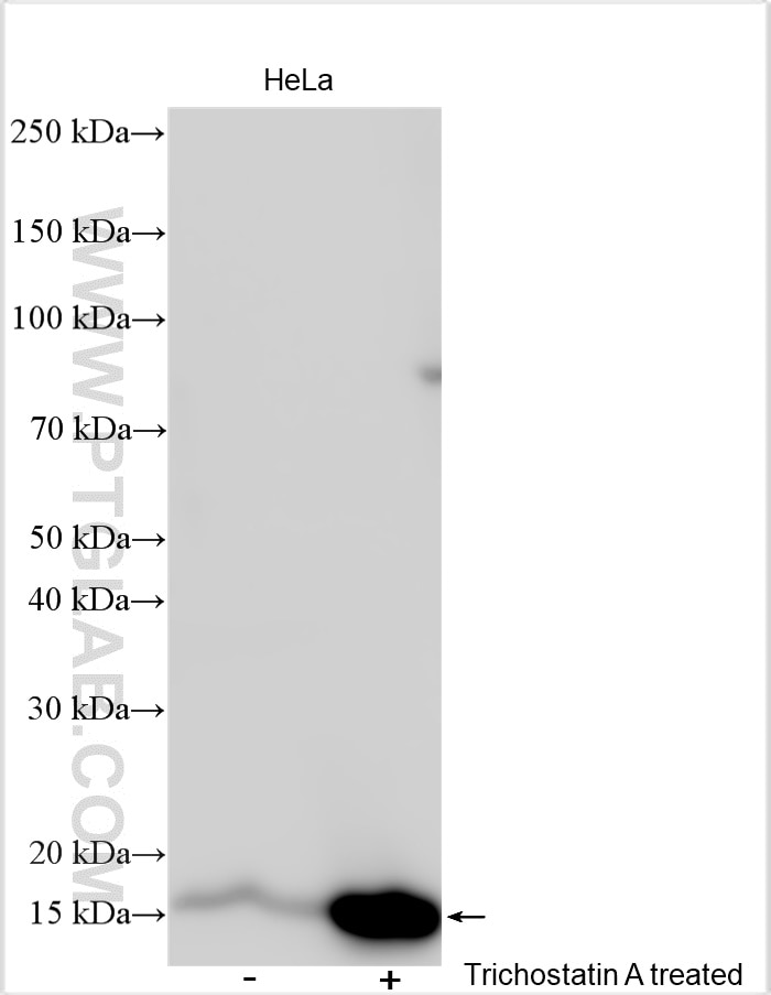 Western Blot (WB) analysis of various lysates using Mono-Acetyl-Histone H3 (Lys9) Polyclonal antibody (29133-1-AP)