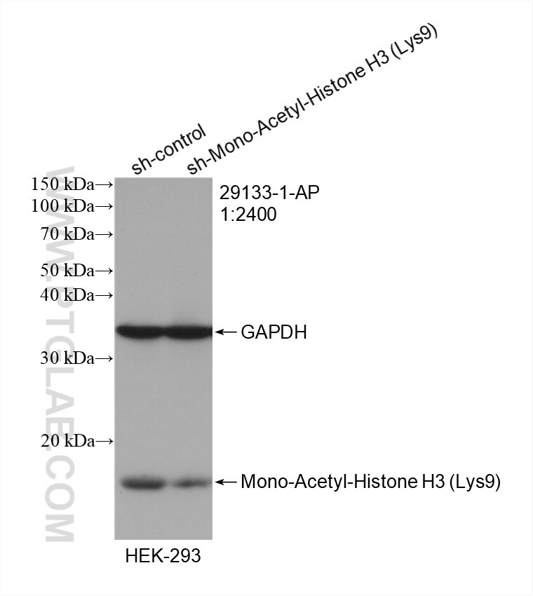 Western Blot (WB) analysis of HEK-293 cells using Mono-Acetyl-Histone H3 (Lys9) Polyclonal antibody (29133-1-AP)