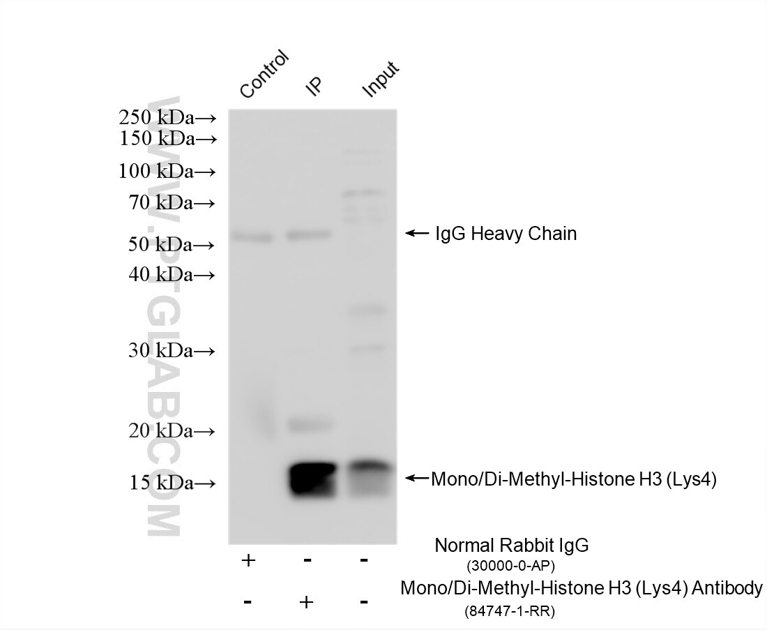 IP experiment of HeLa using 84747-1-RR Immunoprecipitation (IP) experiment of HeLa cells using Mono/Di-Methyl-Histone H3 (Lys4) Recombinant monoc (84747-1-RR)