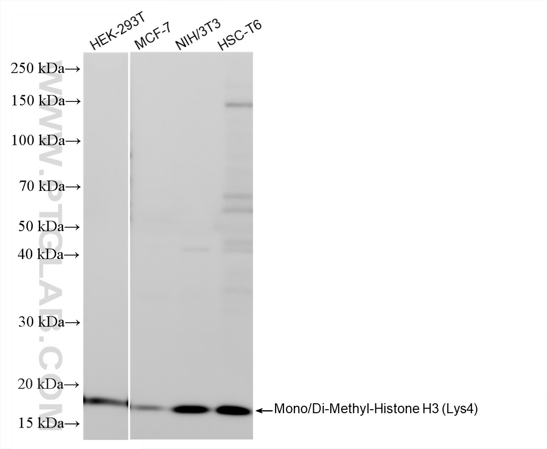WB analysis using 84747-1-RR Western Blot (WB) analysis of various lysates using Mono/Di-Methyl-Histone H3 (Lys4) Recombinant monoc (84747-1-RR)