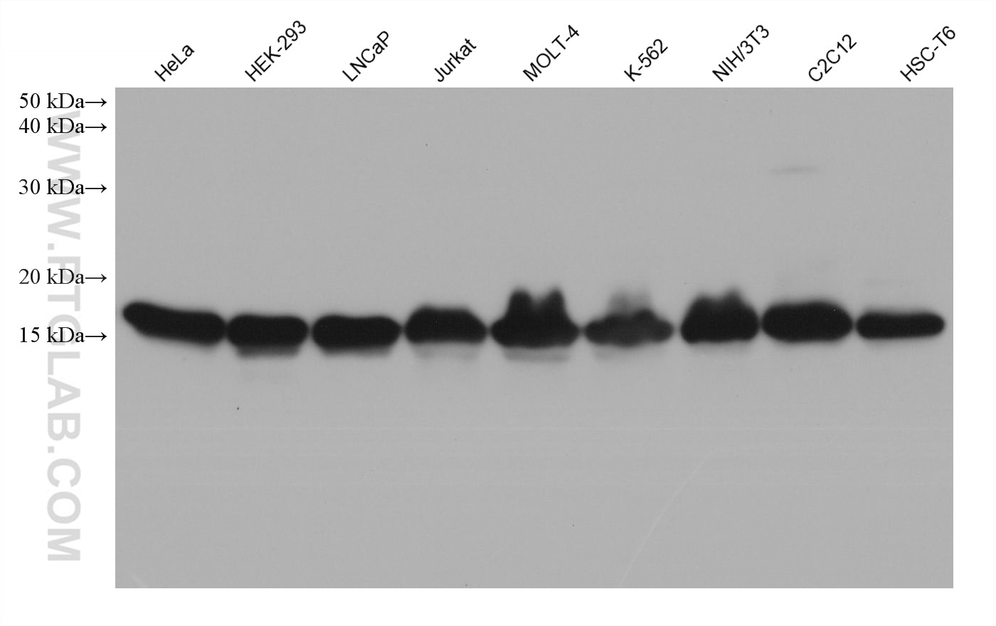 Western Blot (WB) analysis of various lysates using Mono/Di-Methyl-Histone H3 (Lys9) Monoclonal antibo (68825-1-Ig)