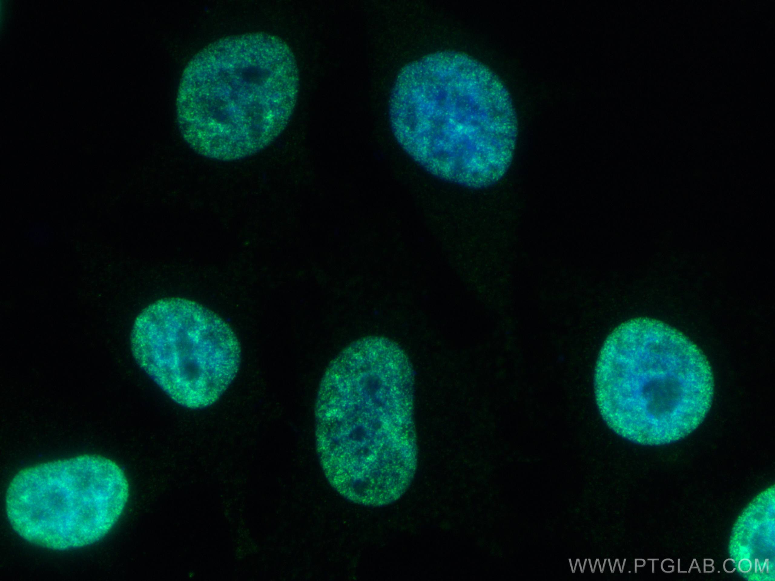 Immunofluorescence (IF) / fluorescent staining of HeLa cells using Mono/Di-Methyl-Histone H3 (Lys9) Recombinant antib (80219-1-RR)