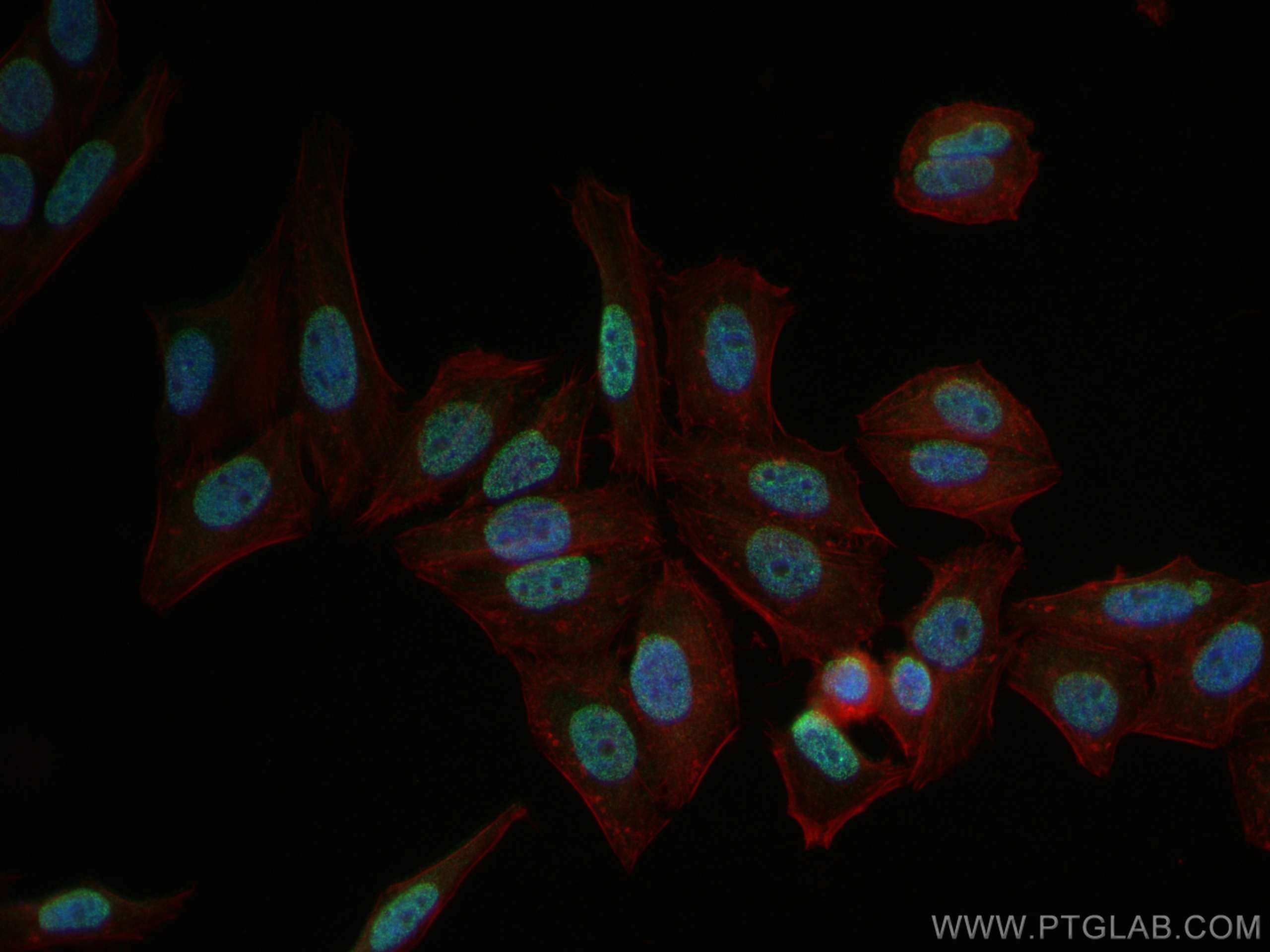 Immunofluorescence (IF) / fluorescent staining of HepG2 cells using Mono/Di-Methyl-Histone H3 (Lys9) Recombinant antib (80219-1-RR)