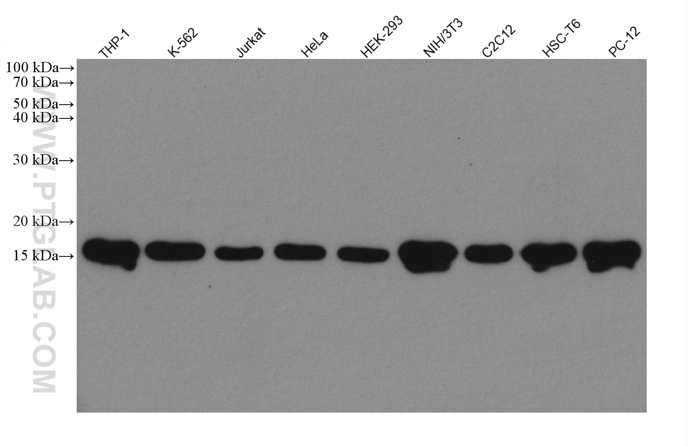 Western Blot (WB) analysis of various lysates using Mono/Di-Methyl-Histone H3 (Lys9) Recombinant antib (80219-1-RR)