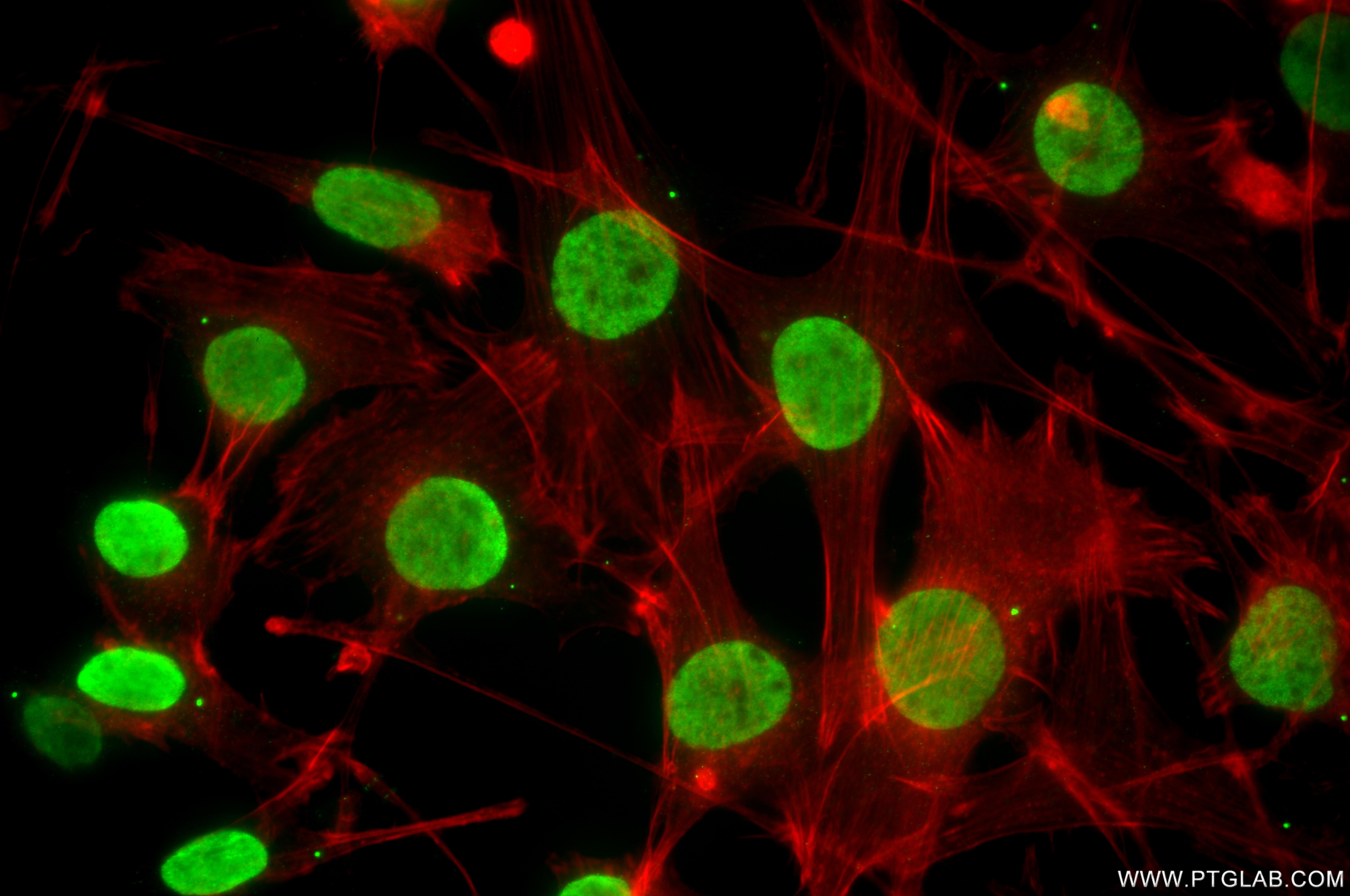 Immunofluorescence (IF) / fluorescent staining of NIH/3T3 cells using Mono/Di-Methyl-Histone H3 (Lys9) Recombinant monoc (86990-1-RR)