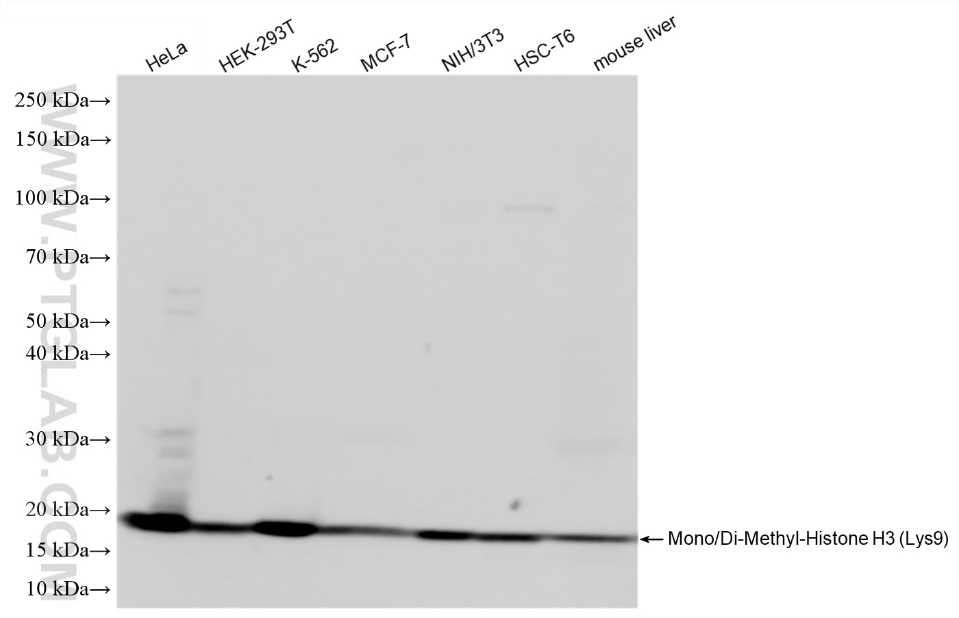 Western Blot (WB) analysis of various lysates using Mono/Di-Methyl-Histone H3 (Lys9) Recombinant monoc (86990-1-RR)