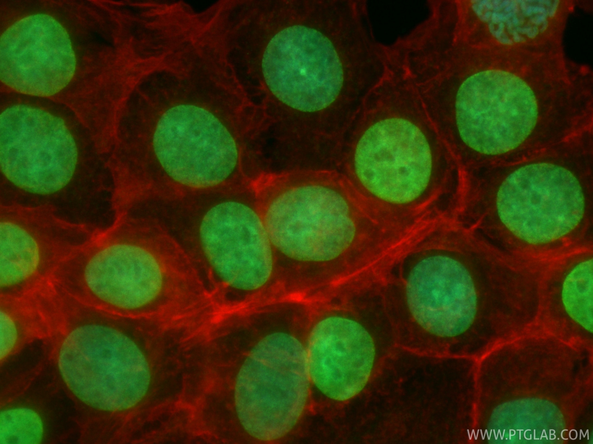 Immunofluorescence (IF) / fluorescent staining of MCF-7 cells using CoraLite® Plus 488-conjugated Mono/Di-Methyl-Histo (CL488-86990)