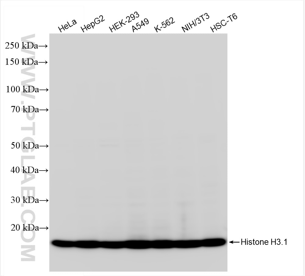 Western Blot (WB) analysis of various lysates using Mono/Di/Tri-Methyl-Histone H3 (Lys4) Recombinant a (84908-1-RR)