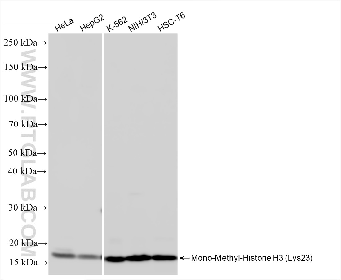 Western Blot (WB) analysis of various lysates using Mono-Methyl-Histone H3 (Lys23) Recombinant monoclo (86861-1-RR)