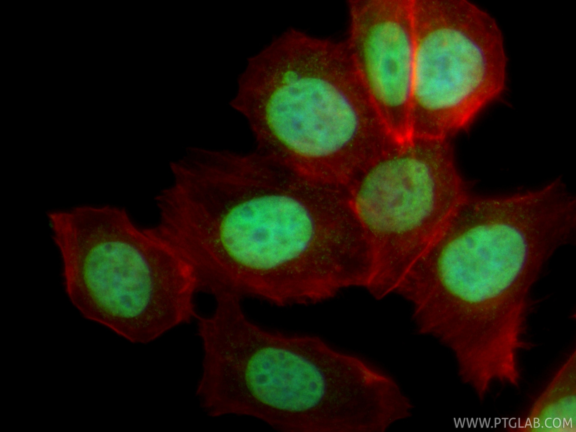 IF Staining of MCF-7 using CL488-86861 Immunofluorescence (IF) / fluorescent staining of MCF-7 cells using CoraLite® Plus 488-conjugated Mono-Methyl-Histone (CL488-86861)