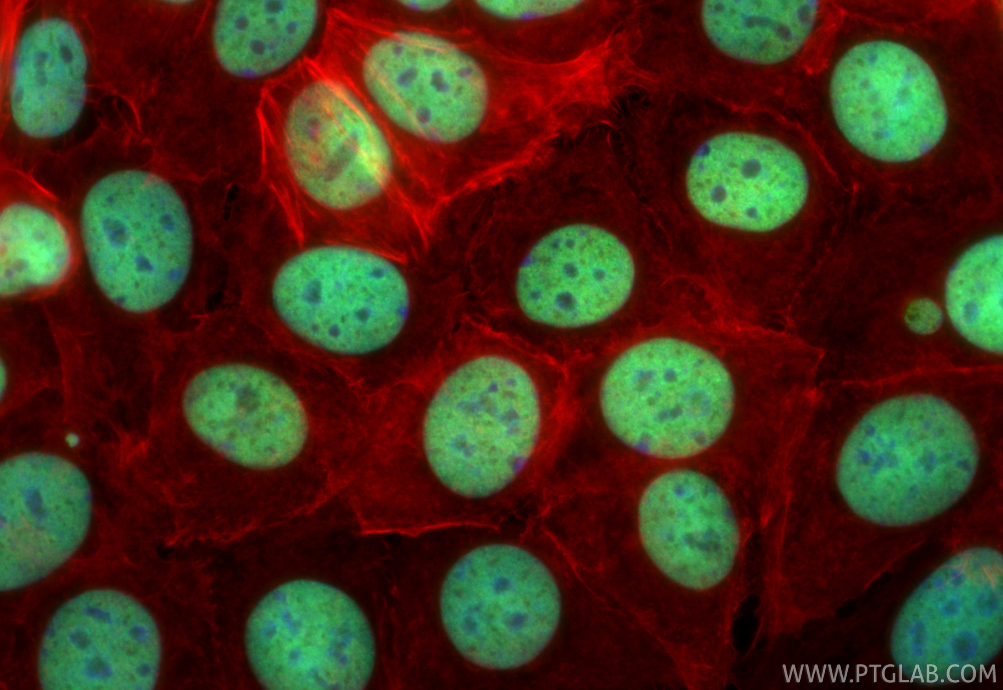 Immunofluorescent analysis of (4% PFA) fixed MCF-7 cells using CoraLite® Plus 488 Mono-Methyl-Histone H3 (Lys4) antibody (CL488-84740, Clone: 241940G8 ) at dilution of 1:200, CL594-Phalloidin (red). Immunofluorescence (IF) / fluorescent staining of MCF-7 cells using CoraLite® Plus 488-conjugated Mono-Methyl-Histone (CL488-84740)