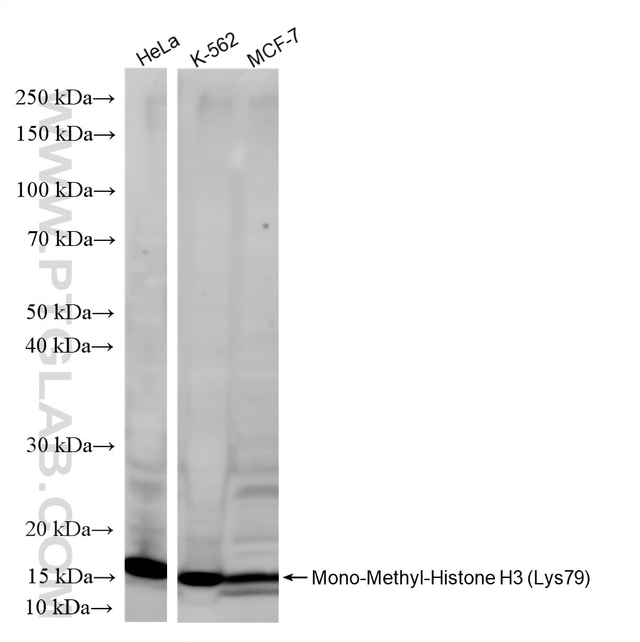 Western Blot (WB) analysis of various lysates using Mono-Methyl-Histone H3 (Lys79) Recombinant monoclo (86732-2-RR)