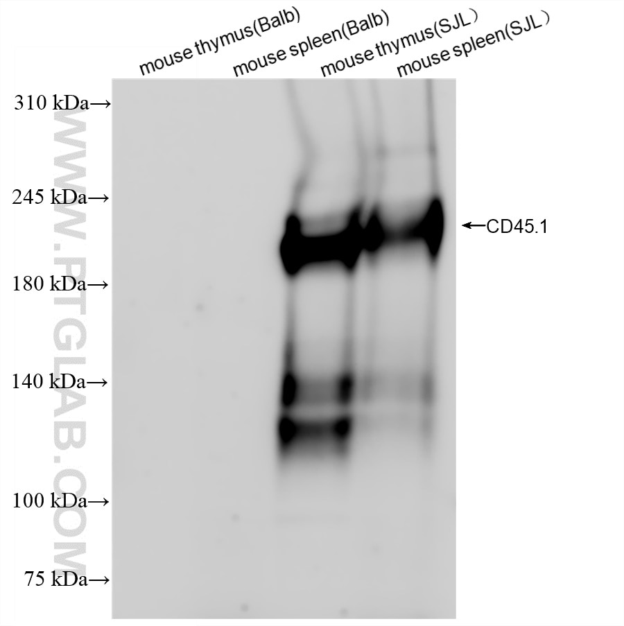 Western Blot (WB) analysis of various lysates using CD45.1 Recombinant antibody (84325-1-RR)
