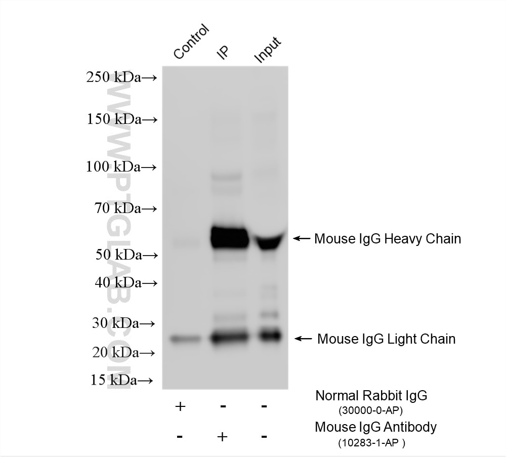 IP experiment of mouse serum using 10283-1-AP Immunoprecipitation (IP) experiment of mouse serum using Rabbit anti-Mouse IgG Polyclonal antibody (10283-1-AP)