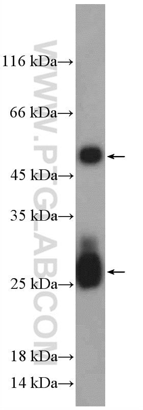 Western Blot (WB) analysis of mouse serum using Mouse-IgG Polyclonal antibody (10283-1-AP)