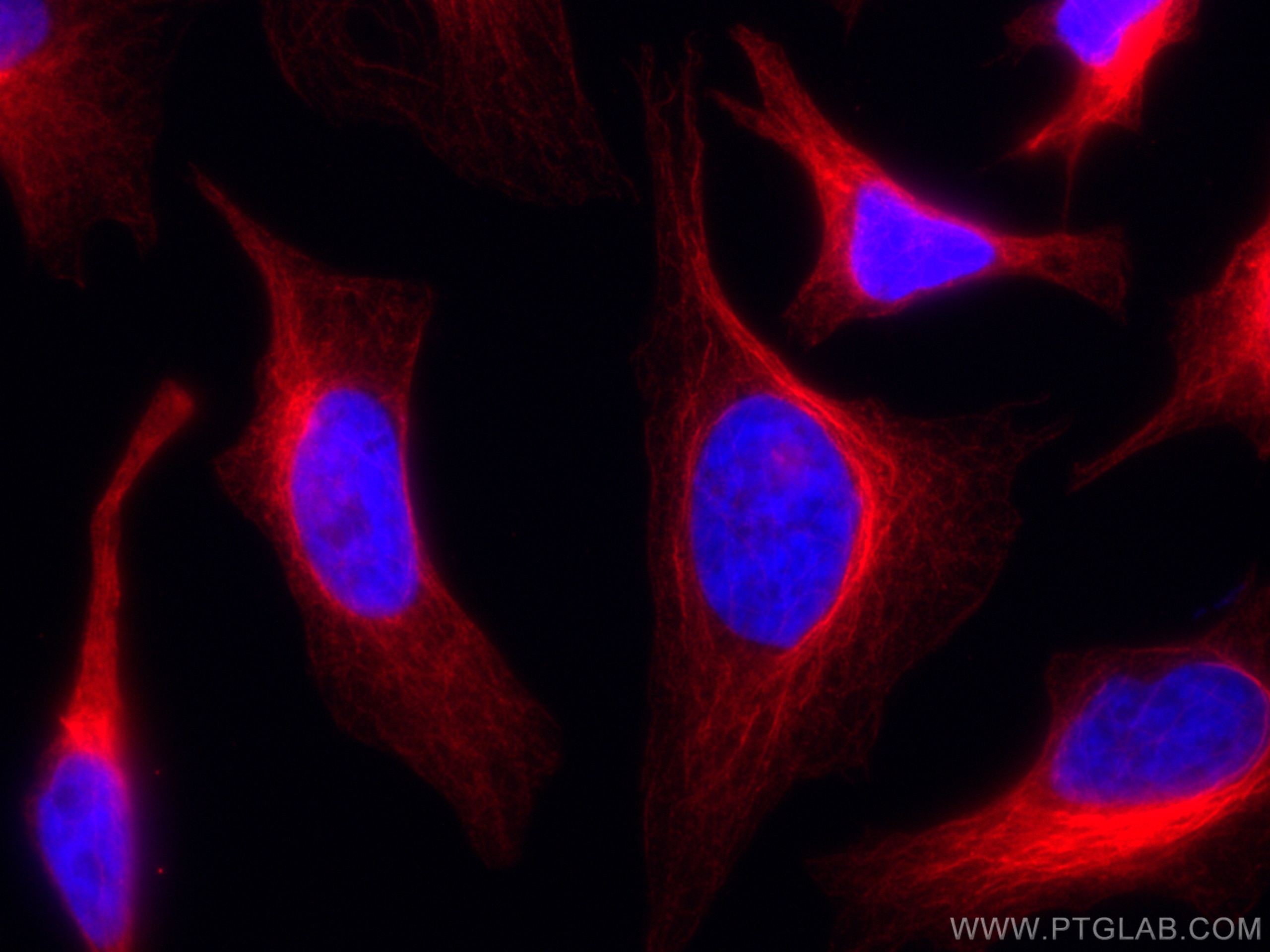 Immunofluorescence (IF) / fluorescent staining of HeLa cells using CoraLite® Plus 647-conjugated Mouse-IgG Polyclonal (CL647-10283)
