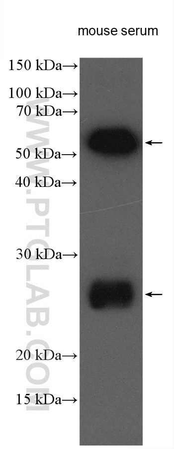 Western Blot (WB) analysis of mouse serum using HRP-conjugated Mouse-IgG Polyclonal antibody (HRP-10283)