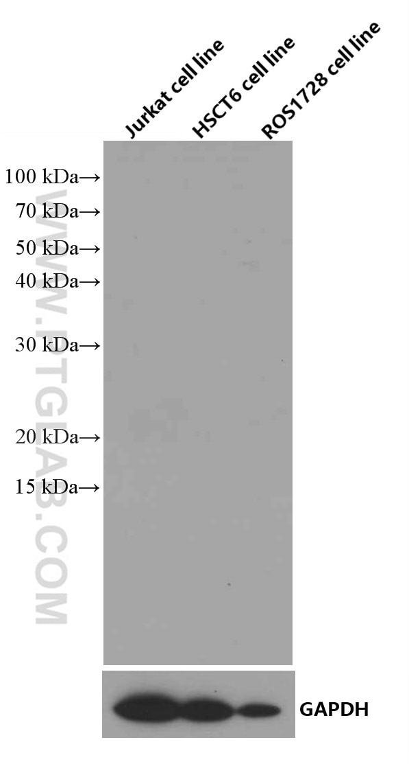 Western Blot (WB) analysis of various lysates using Mouse IgG1 isotype control Monoclonal antibody (66360-1-Ig)