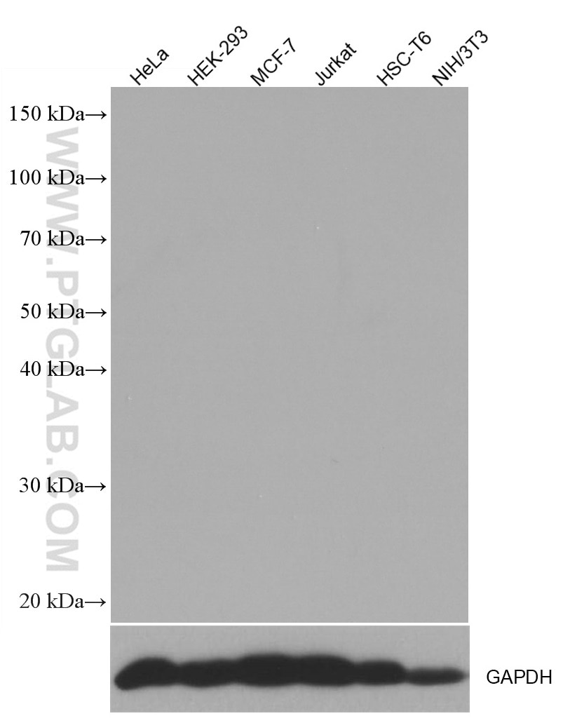 Western Blot (WB) analysis of various lysates using Mouse IgG2a isotype control Monoclonal antibody (66360-2-Ig)