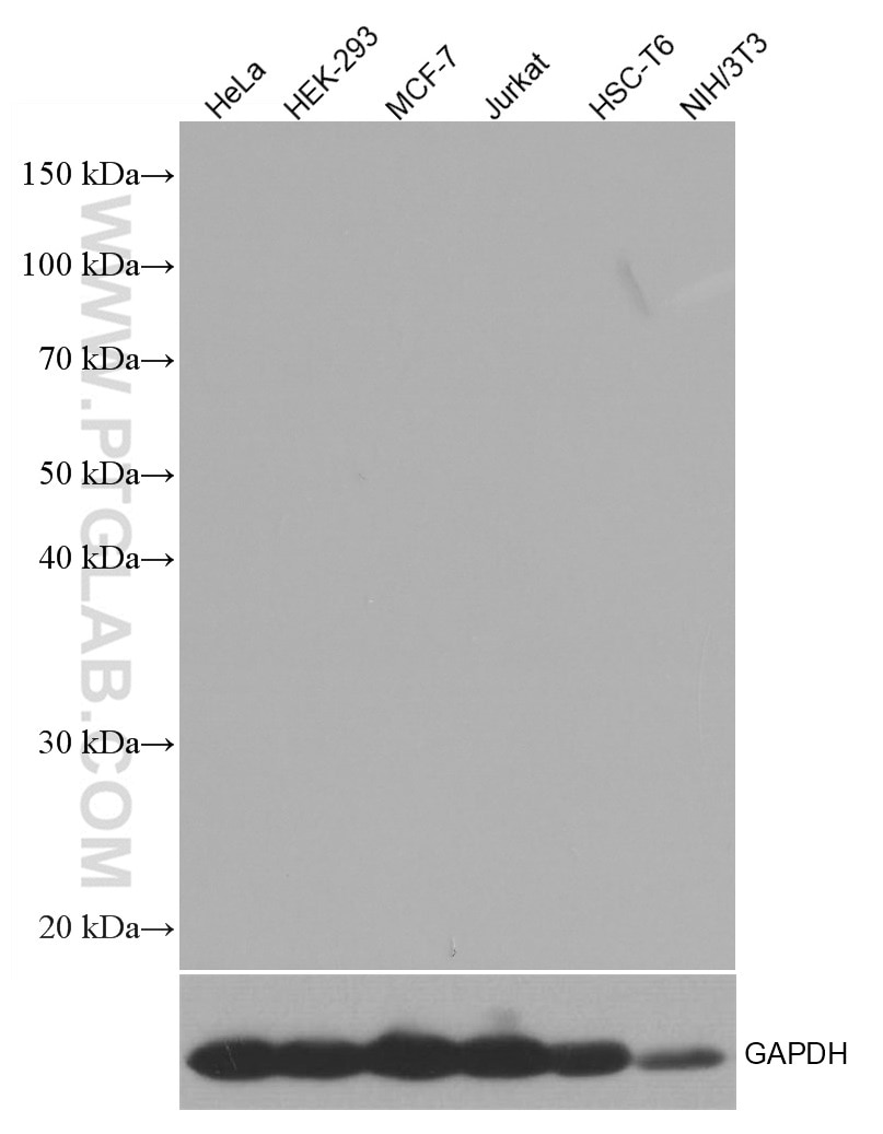 Western Blot (WB) analysis of various lysates using Mouse IgG2b isotype control Monoclonal antibody (66360-3-Ig)