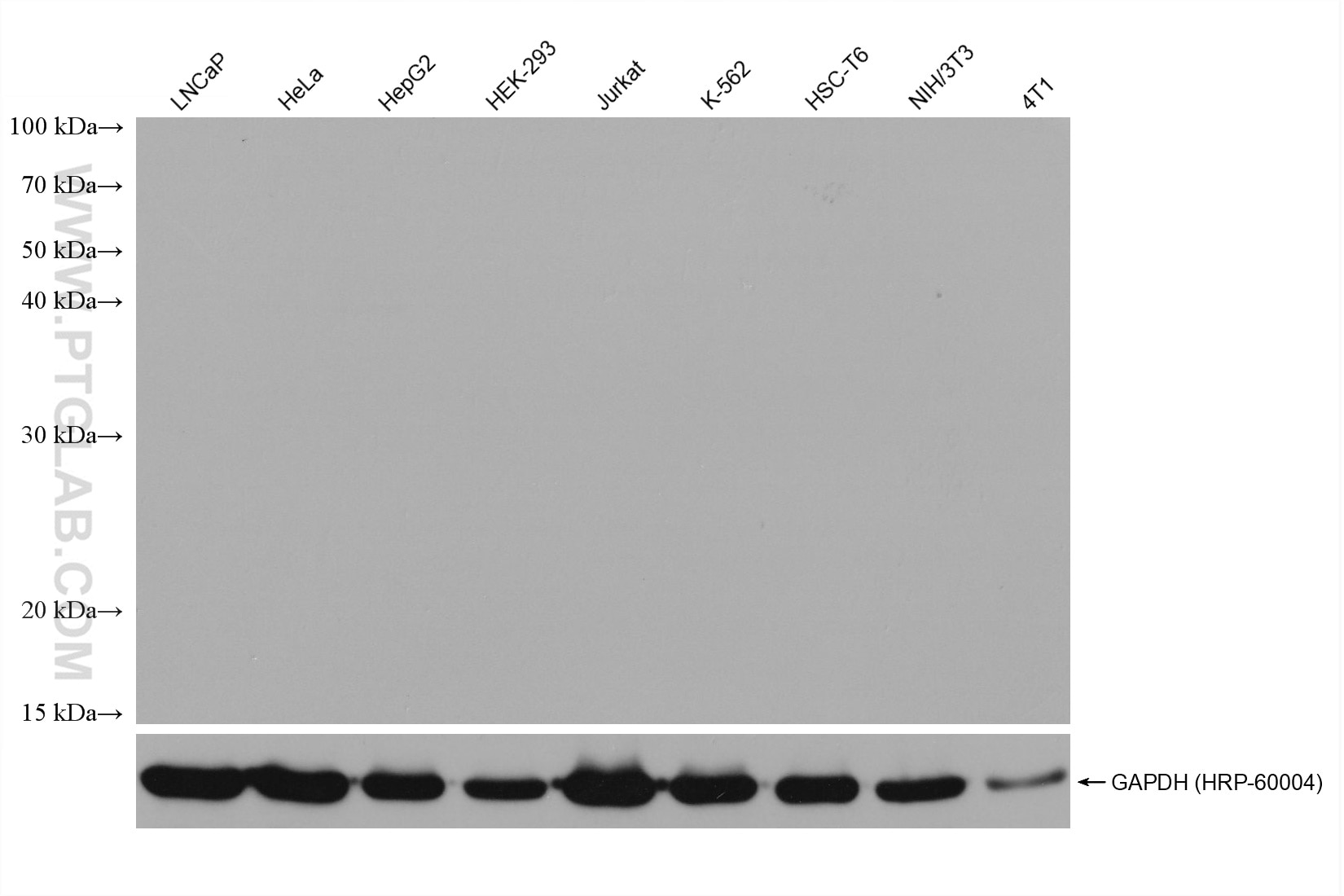 Western Blot (WB) analysis of various lysates using Mouse IgG3 isotype control Monoclonal antibody (66360-4-Ig)