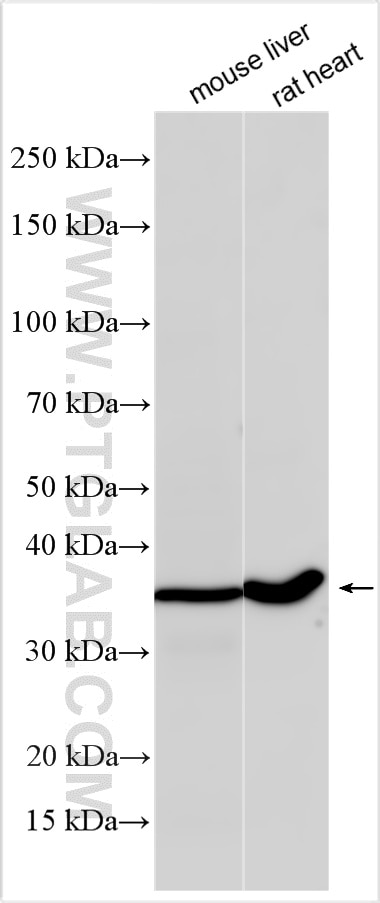 Western Blot (WB) analysis of various lysates using Mrgprx1 Polyclonal antibody (33332-1-AP)