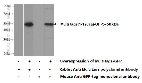 Western Blot (WB) analysis of Transfected HEK-293 cells using Multi tags Polyclonal antibody (24147-1-AP)