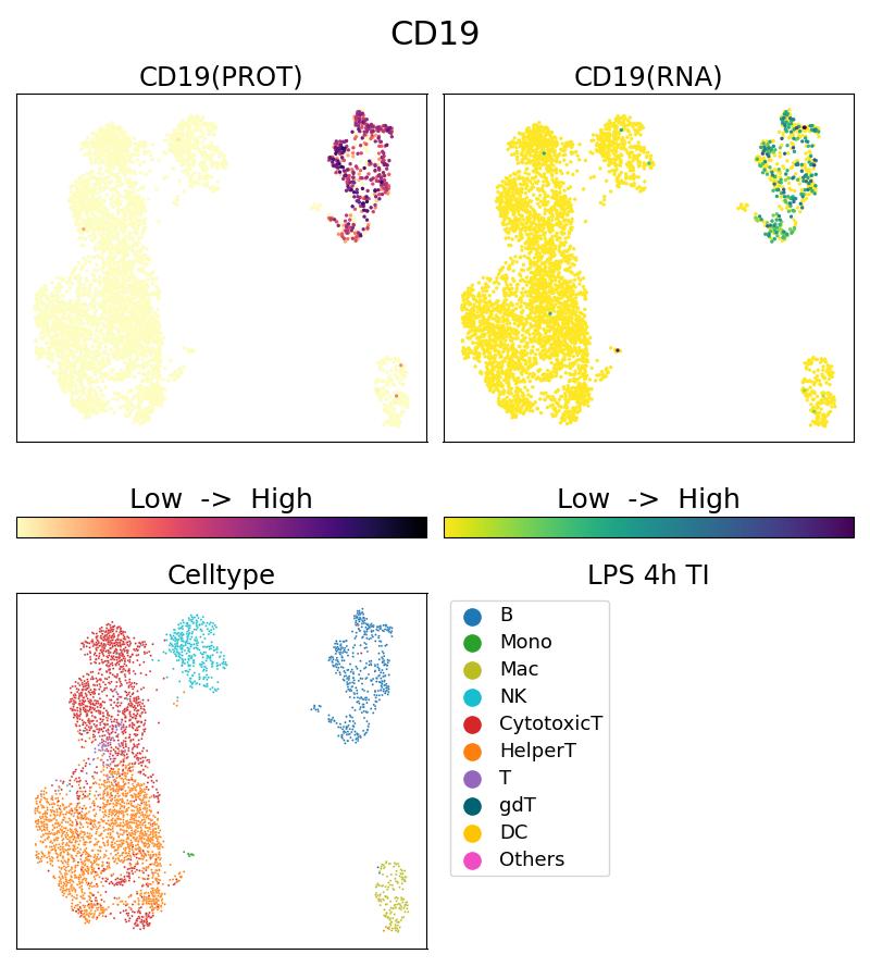 CD19