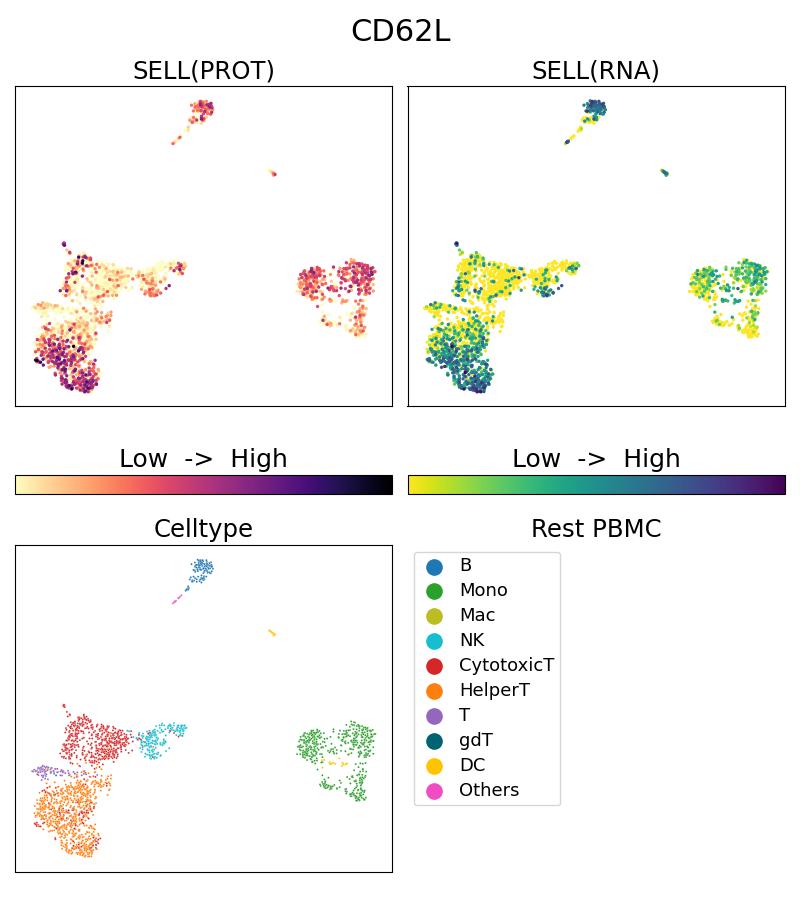 Single Cell Sequencing experiment G65167-1-5C on Resting PBMC